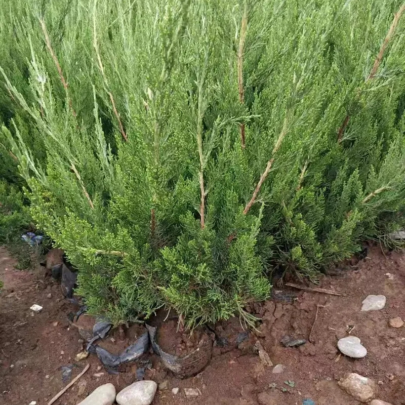 小龙柏 20-90公分龙柏苗 荒山造林 道路公园城市绿化工程苗木