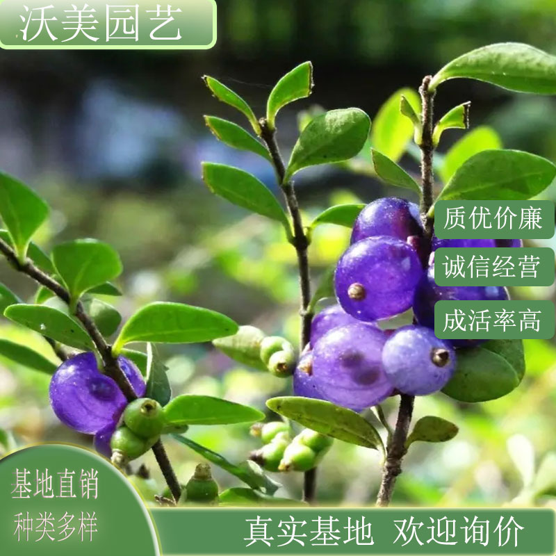 匍枝亮忍冬 花坛花镜种植观赏苗 庭院小区公园绿化工程花卉