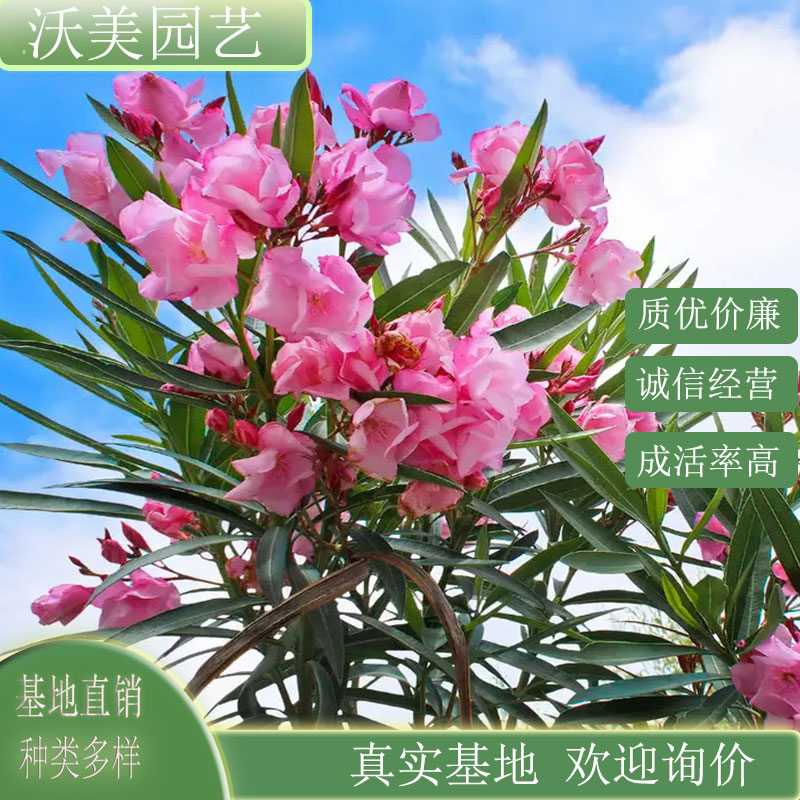 粉花夹竹桃 园林公园花坛布景苗 小区庭院阳台种植观赏工程花卉