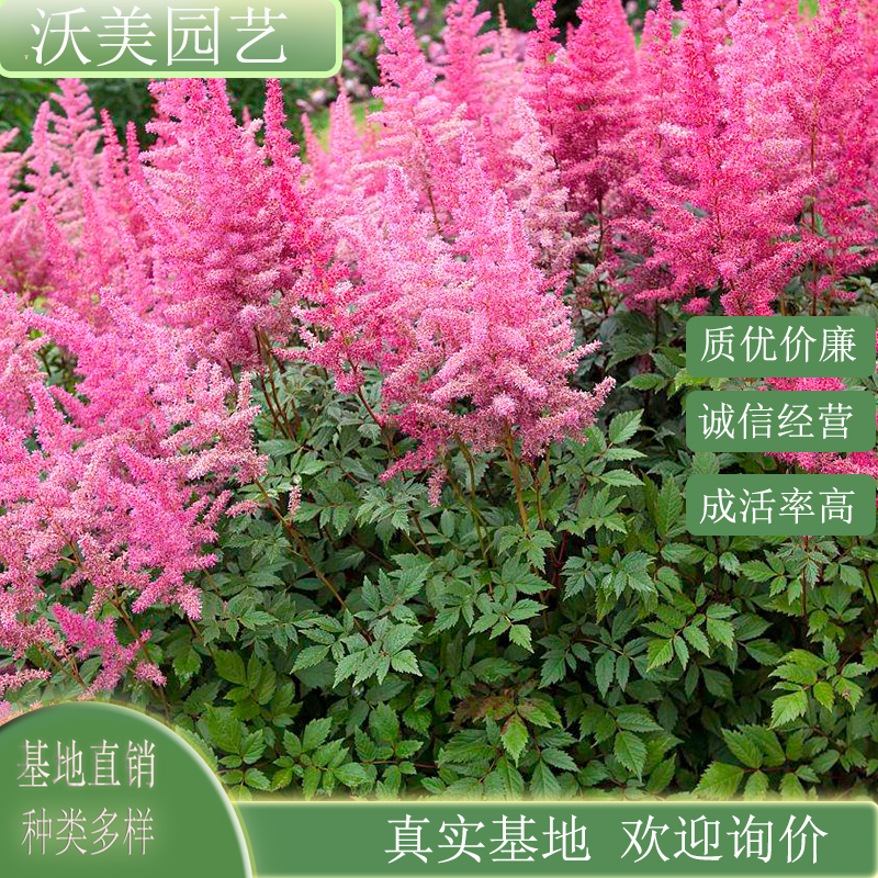  落新妇 规格齐全 花坛花镜种植观赏 盆栽地栽道路绿化工程苗