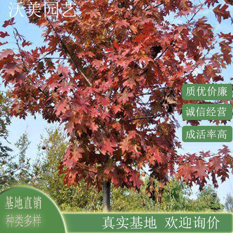 基地供应 欧洲红栎 庭院别墅风景树行道树乡镇园林绿化工程苗木