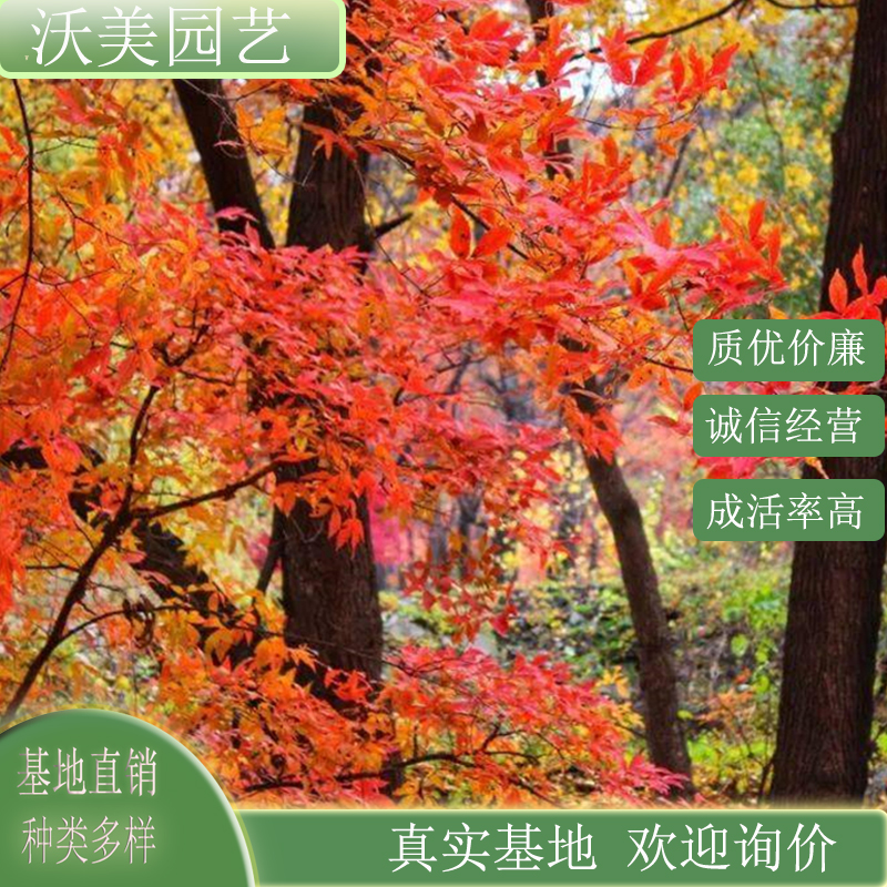 基地供应 流泉红枫 工程园林行道景观树 城市绿化工程苗木