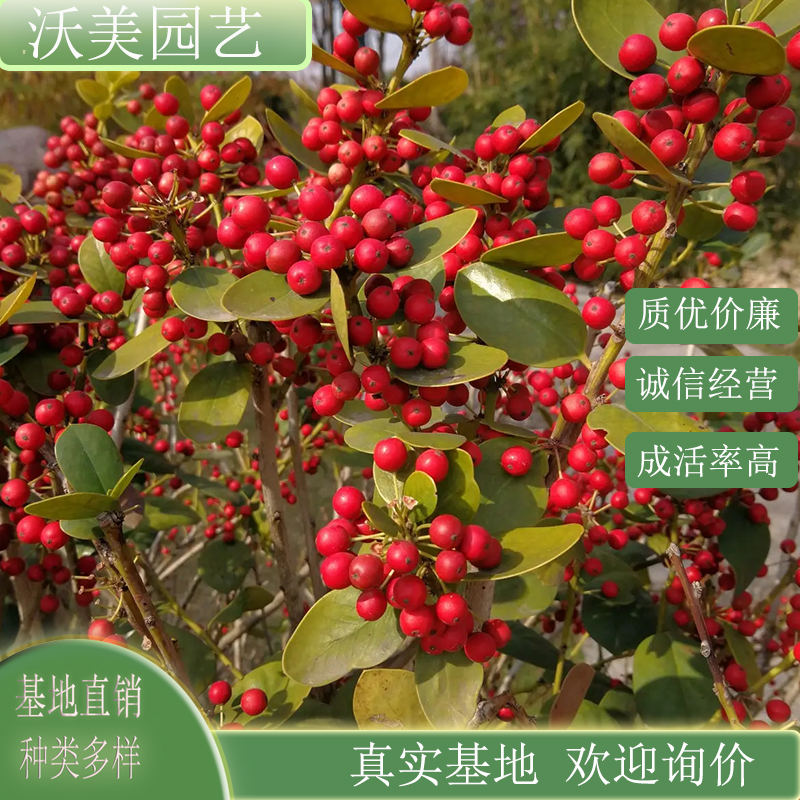 构骨苗 无刺构骨 绿化工程栽植树 树形美观 造型球观赏 小灌木