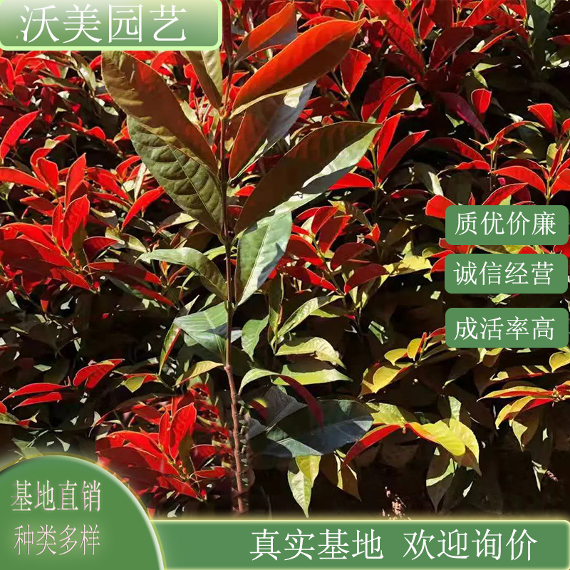 红背桂 四季常绿 基地批发出售 花园绿化工程栽植 苗木绿化树