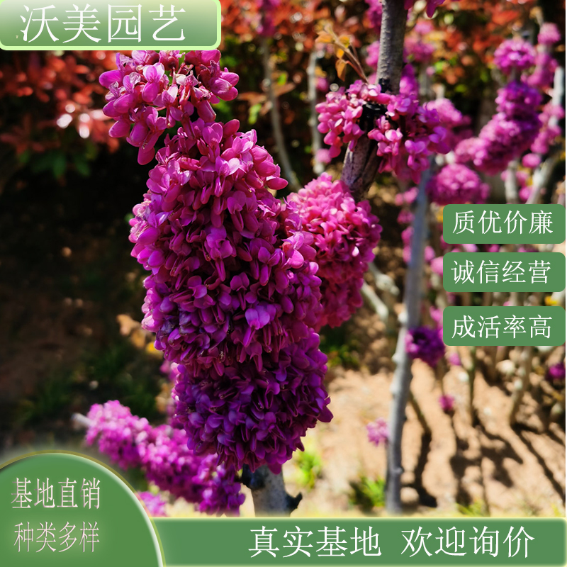 垂枝加拿大紫荆 红宝石瀑布 庭院景区园林观赏绿化工程苗木