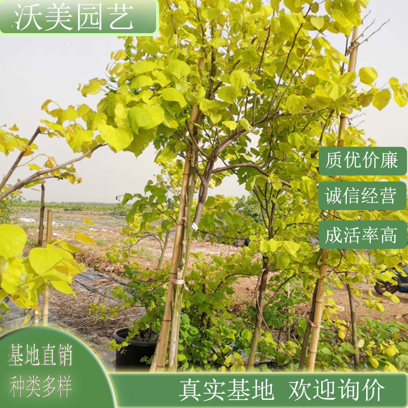 基地供应加拿大紫荆 金心 庭院景区园林观赏防护树 绿化工程苗木