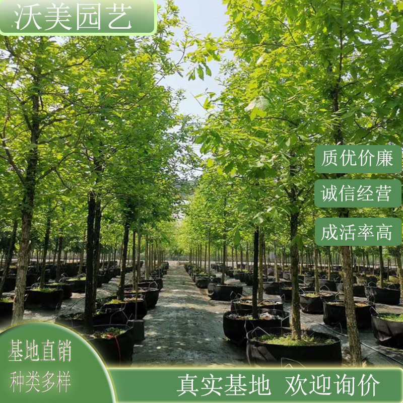 基地供应 白栎 沼泽白橡木 庭院小区别墅公园行道树 绿化工程苗木