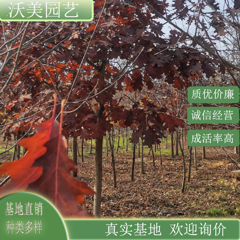 基地供应 红槲栎 北方红橡 道路园林风景树 绿化工程行道树