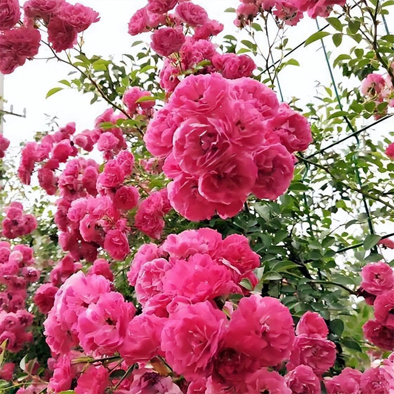 红木香花 藤本 爬藤植物室外庭院花卉浓香型 园林绿化工程苗木