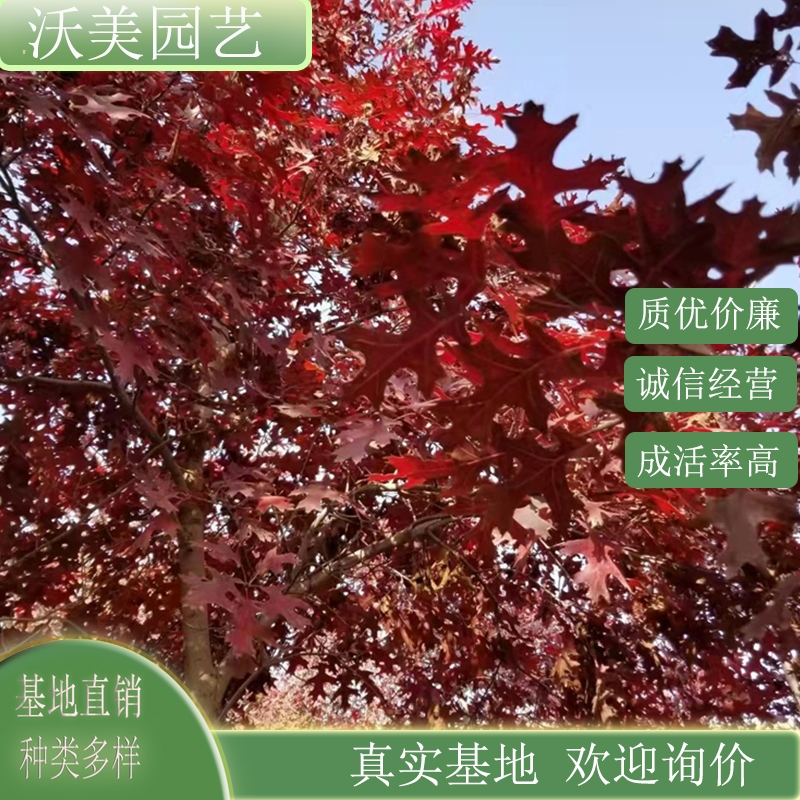 基地供应铁橡栎 猩红橡木 道路园林风景树 绿化工程行道树