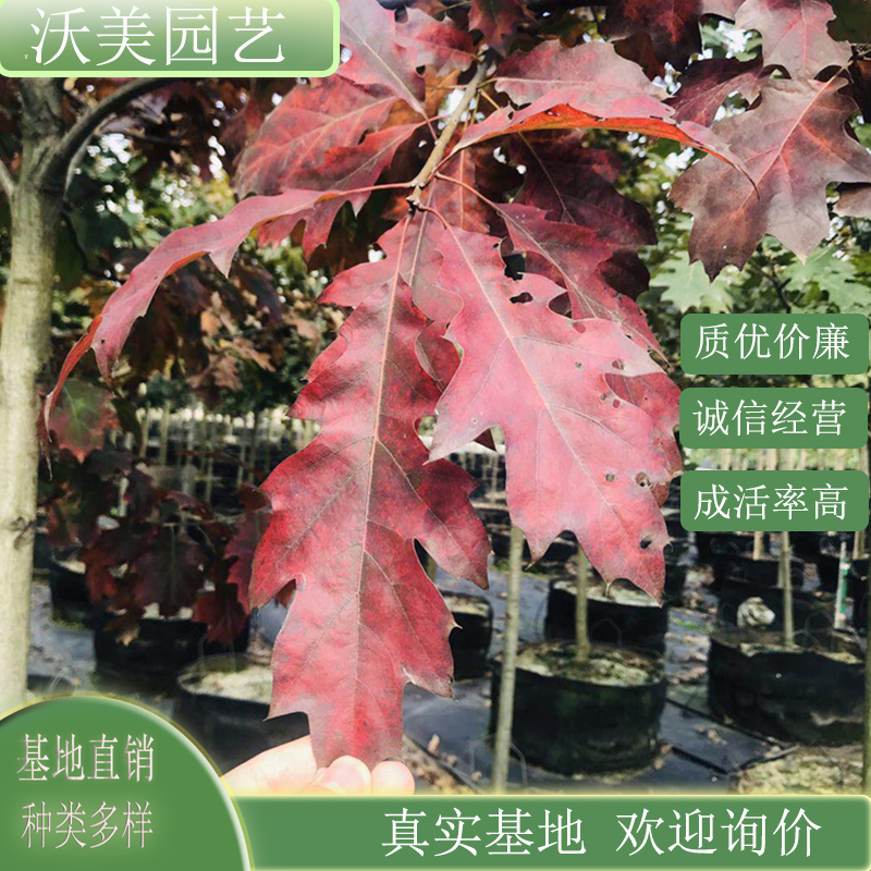 基地供应 沼生栎 红针栎 道路园林风景树 绿化工程行道树