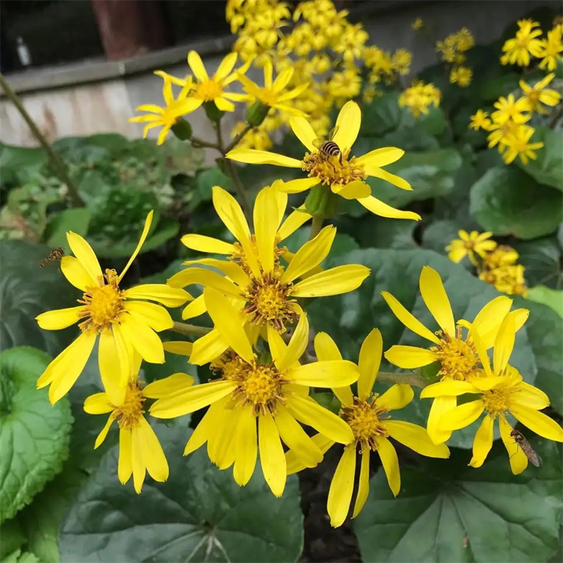 基地供应 吴风草小苗 花海花镜花坛观赏性植物 园林绿化工程苗木