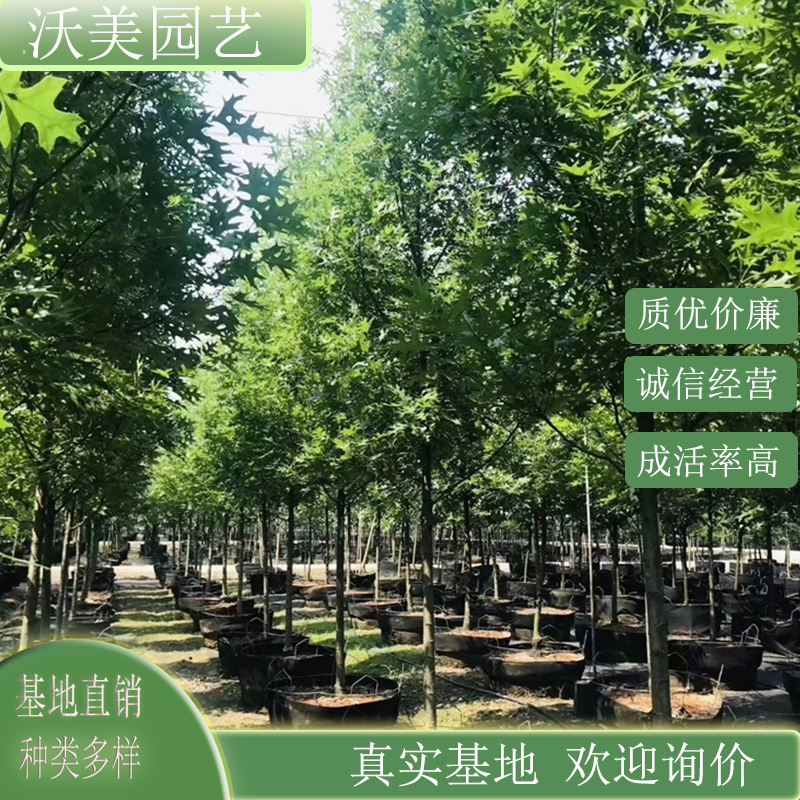 基地供应 沼生栎 太平洋光辉 道路园林风景树 绿化工程行道树