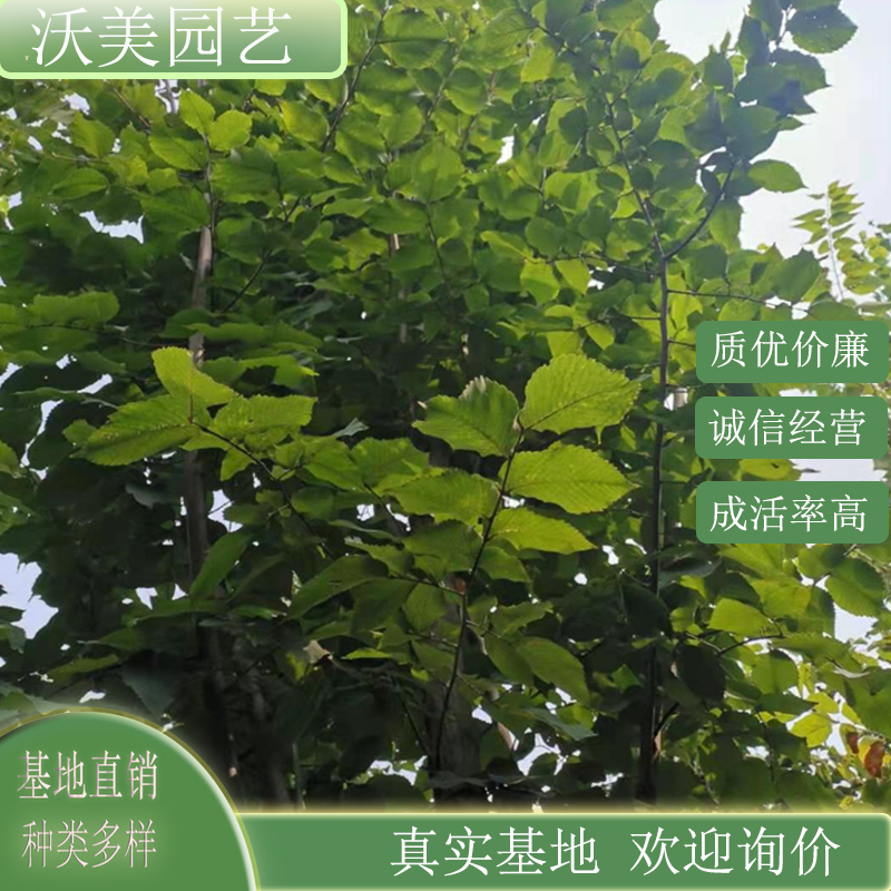 美国榆  新和睦 庭院别墅风景树行道树 乡镇园林绿化工程苗木