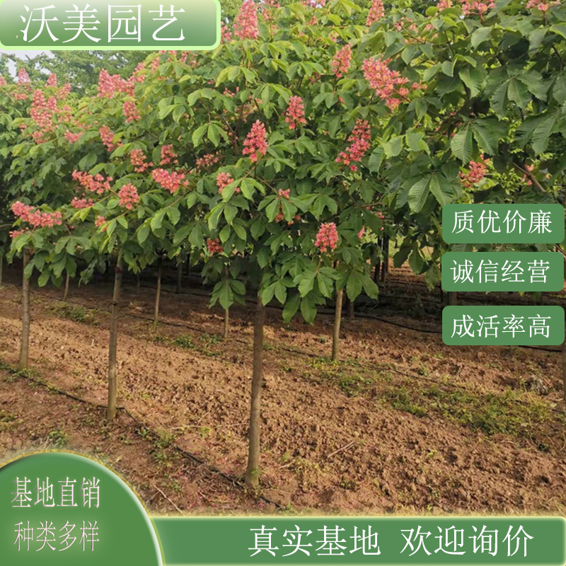  欧洲红花七叶树 红花 庭院小区别墅造景 园林道路绿化工程苗木