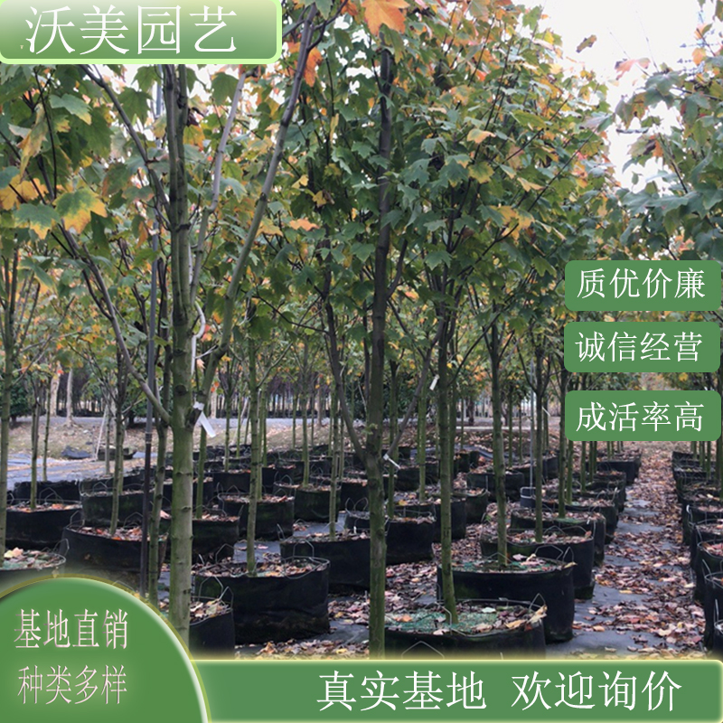 基地供应 红花槭 宝号 庭院别墅小区观赏栽植 园林绿化工程苗木