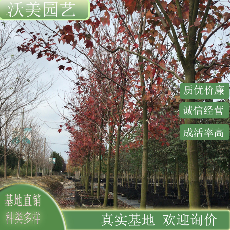 红花槭 勃艮第百丽 庭院别墅小区道路观赏栽植 园林绿化工程苗木