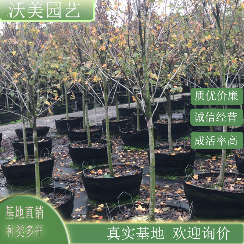 红花槭 卡匹克 乡镇道路种植风景行道树 庭院园林绿化工程苗