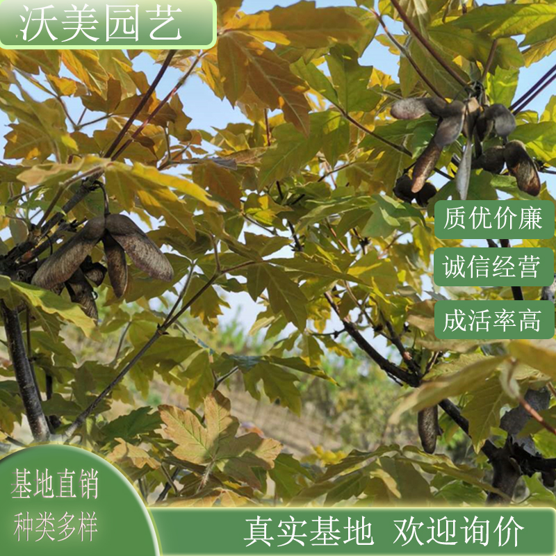 基地供应 血皮槭 千层枫 景区别墅园林造景栽植绿化工程苗