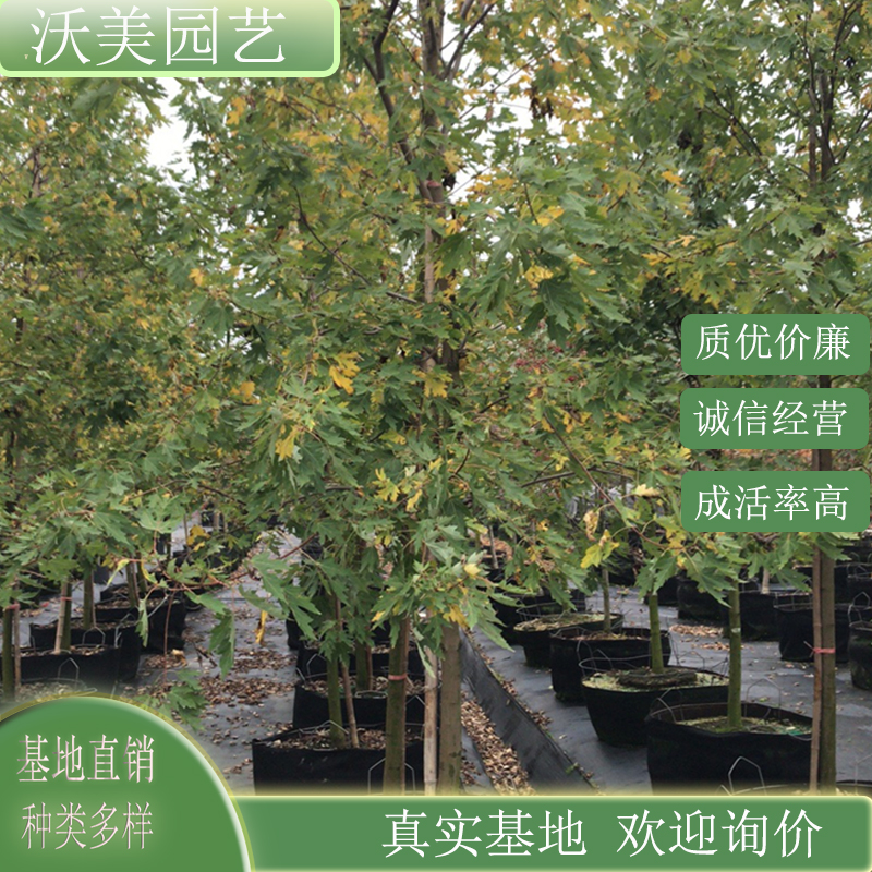 基地供应 银皮槭 银枫 庭院风景行道树 园林绿化工程苗木