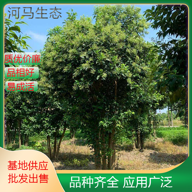 大叶女贞长叶女贞 山白蜡树 10公分 现挖现发绿化工程树