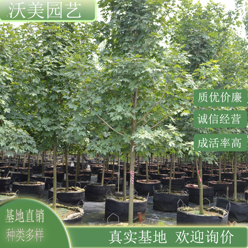 基地供应 自由人槭 阿姆斯特朗 庭院风景行道树园林绿化工程苗木