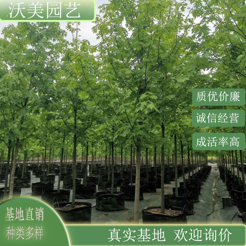 基地供应 自由人槭 庆典 庭院风景行道树园林绿化工程苗木