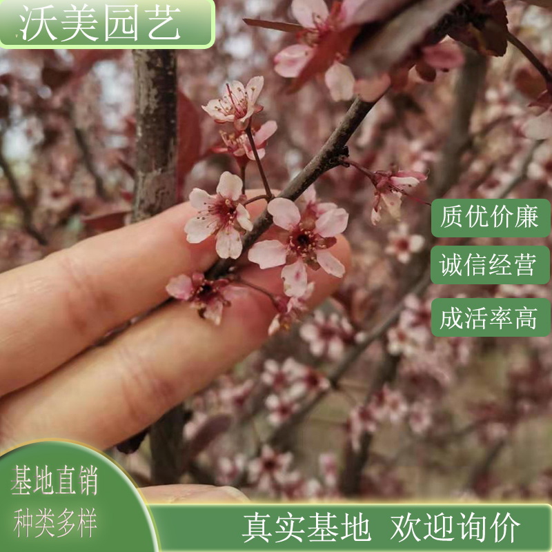 美国紫叶李 火山 小区别墅路旁庭荫树景观树 园林绿化工程苗木