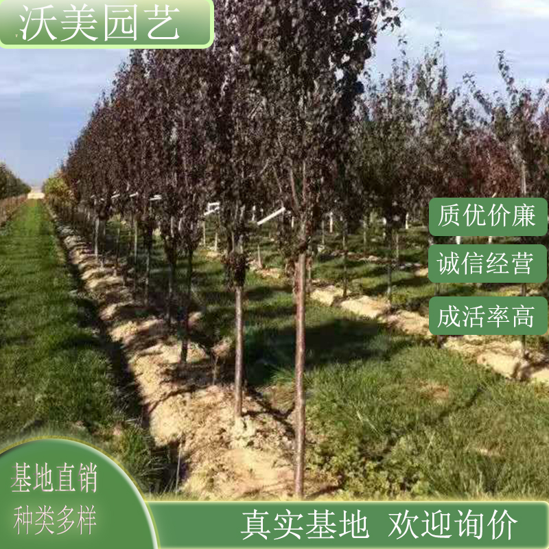 基地供应 美国紫叶李 雷云 庭院小区观赏种植树 园林绿化工程苗木