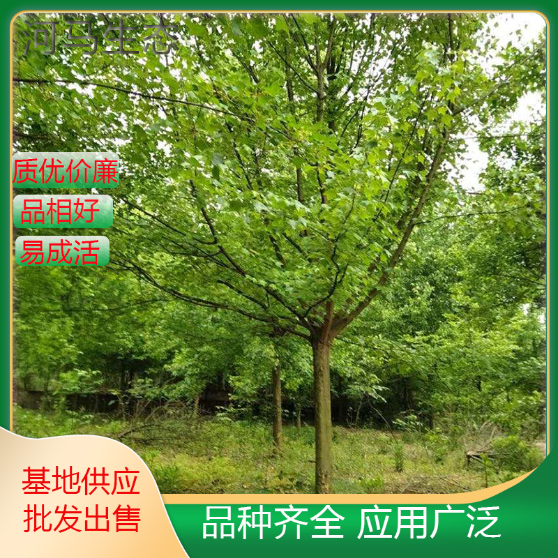 三角枫 三角槭风景树 小苗丛生园林景观栽植苗绿化工程树