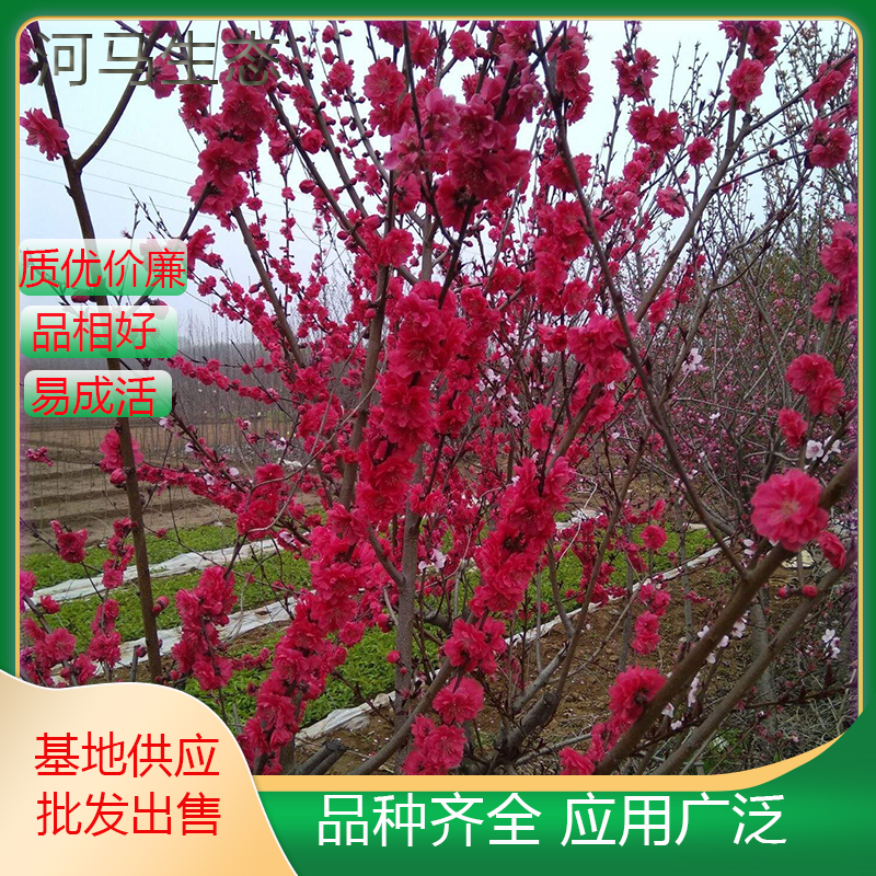 梅花15公分多规格批发 嫁接 绿化工程栽植苗景观行道树