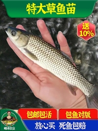 吉林省鱼苗批发市场 半斤花白鲢鱼苗价格 花白鲢鱼苗多钱一斤