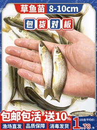 吉林 白城 洮南 大安批发草鱼 鲤鱼 花鲢 鲫鱼黑鱼鱼苗