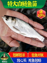 吉林大型鱼苗养殖基地 半斤花白鲢鱼苗价格 鲢鳙鱼苗的价格表