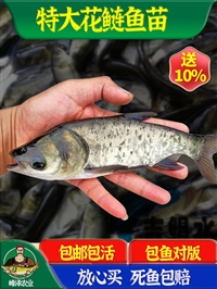 二连浩特市花白鲢鱼苗 锡林浩特市鲫鱼鲤鱼苗 锡林郭勒盟草鱼黑鱼苗