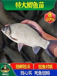 吉林鲫鱼苗批发采购 1斤鲫鱼苗批发价格 鲫鱼苗批发价多钱一尾