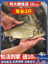 吉林鲫鱼苗批发基地 鲫鱼鱼苗批发价格表 附近鲫鱼鱼苗价格