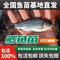 吉林附近的鲫鱼苗基地 一两左右的鲫鱼苗价格 今日鲫鱼苗价格