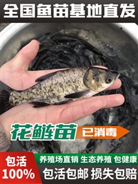 吉林 延吉 白山 图们 批发草鱼 鲤鱼 花鲢 鲫鱼黑鱼鱼苗