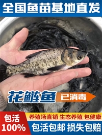 长春 九台 榆树 德惠 批发花白鲢鱼苗 鲢鳙鱼苗 四大家鱼苗