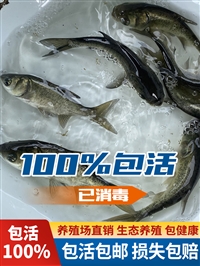 吉林省鱼苗批发基地 吉林省鱼苗批发市场地址 鲫鱼各种鱼苗价格