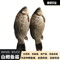 蛟河四大家鱼苗批发 磐石花白鲢苗批发 丰满鲫鱼鱼苗批发
