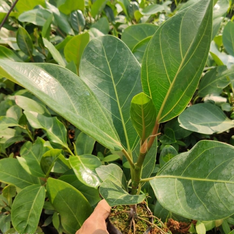 大叶榕 小叶榕 各规格 品种齐全 绿化栽植观赏苗木 景观树