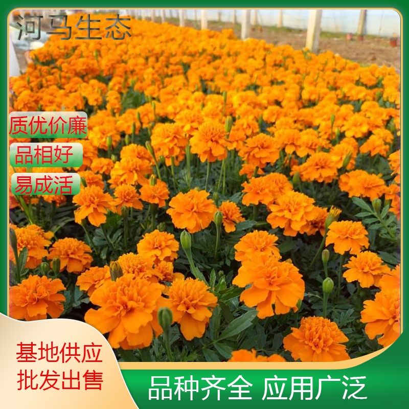 孔雀草万寿菊花坛布景 花期长可作为背景材料或切花 花镜