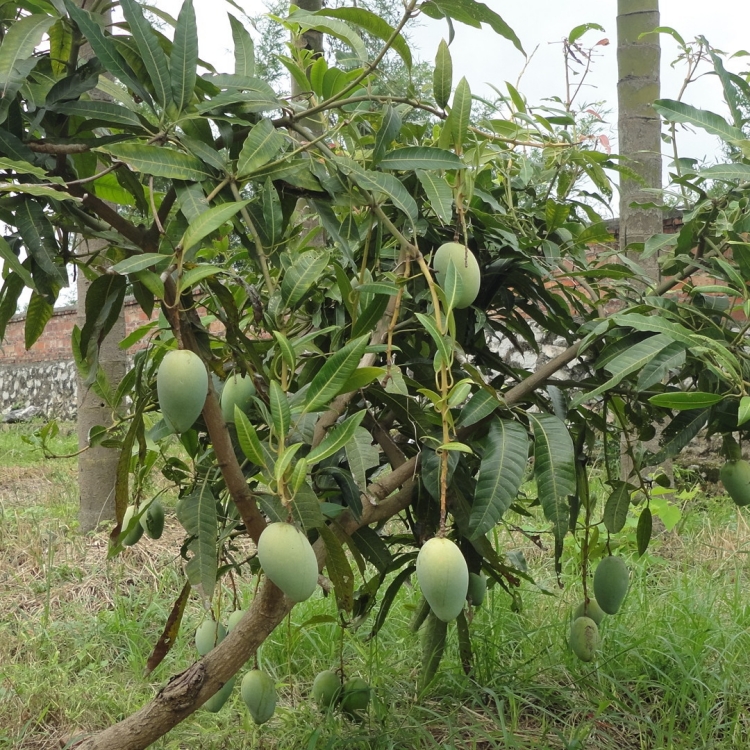 芒果树 多规格 喜阳光四季常青 果园苗木 基地批发栽植苗