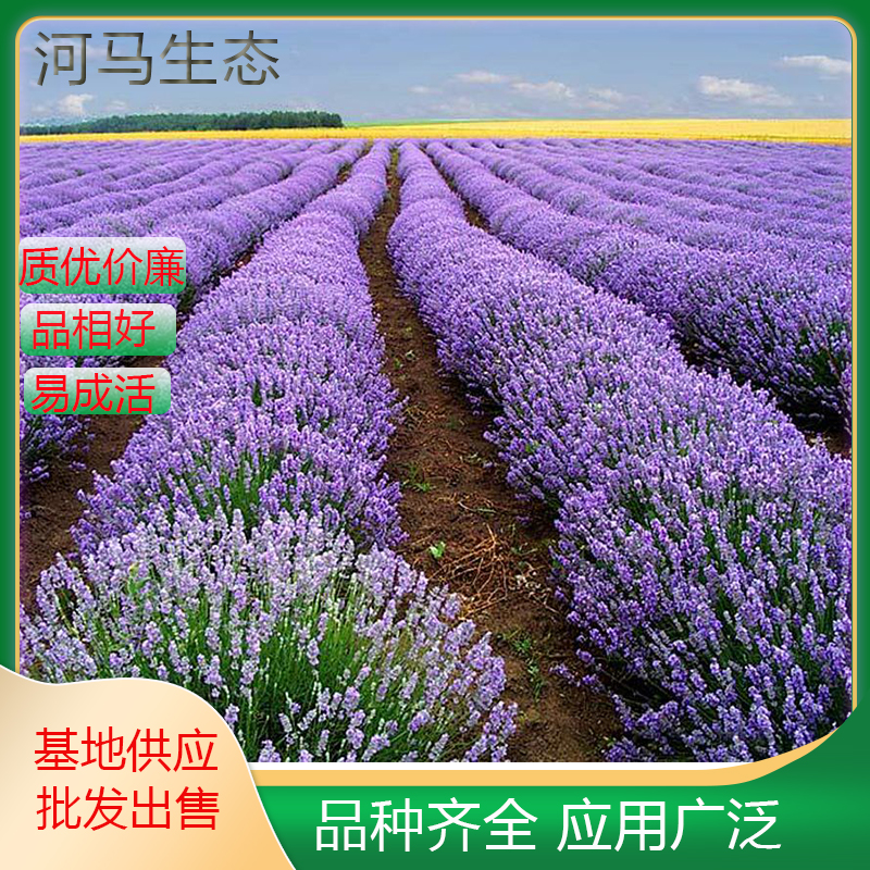 薰衣草香水植物香草 黄香草适宜花径丛植或条植，也可盆栽观赏