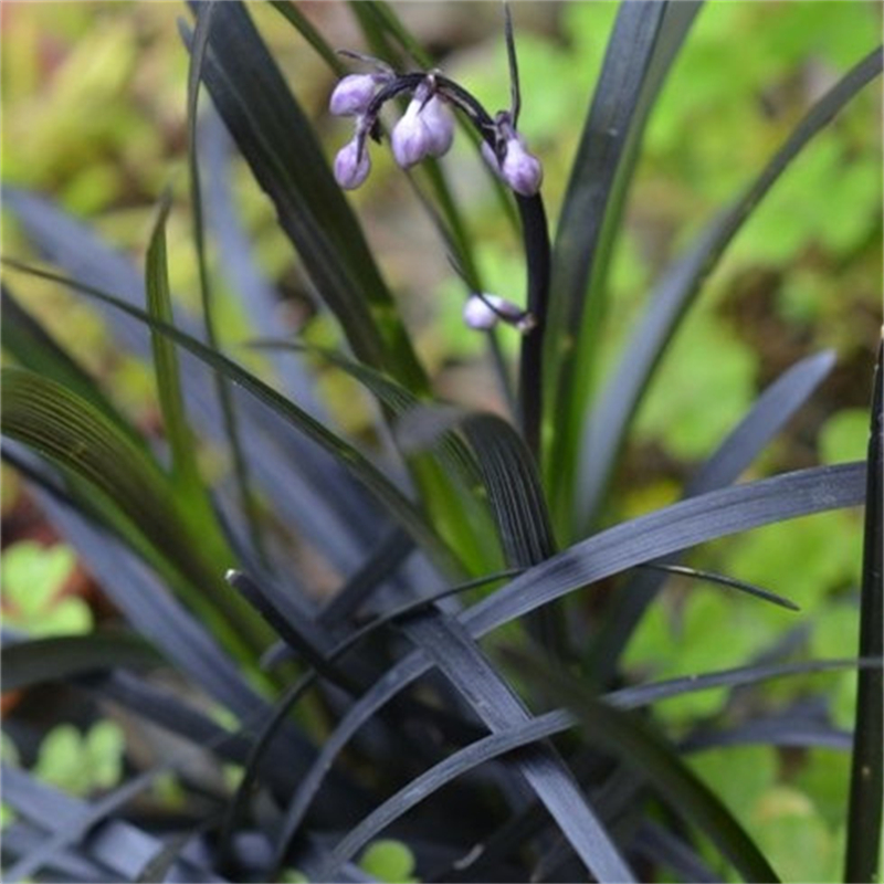 黑麦冬 植株矮小高一般5-10厘米地被种植苗 小区庭院公园绿化观赏苗