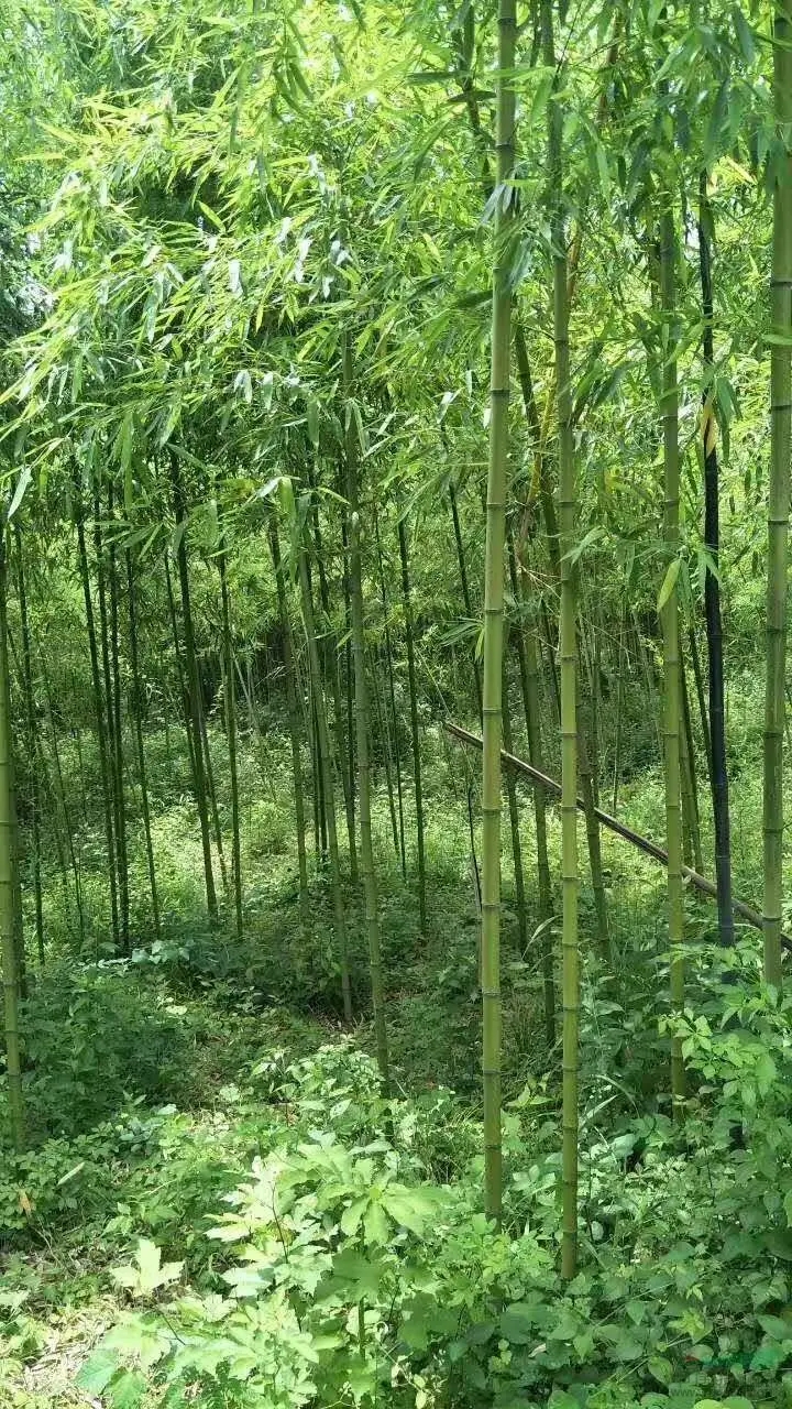 苗圃供应毛竹 长势好 小区庭院公园绿化工程苗 景区园林造景观赏