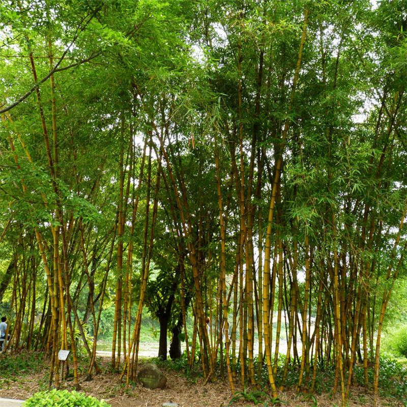 黄金间碧玉竹 景区园林观赏行道绿化庭荫种植市政路边观赏绿化