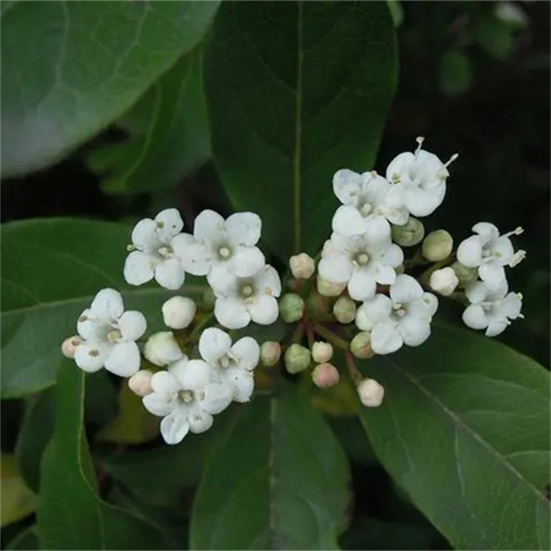 基地供应地中海荚蒾球 盆栽 花坛花镜花海观赏性植物 园林绿化工程苗木